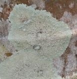 класс Lecanoromycetes