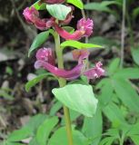 Corydalis cava. Часть соцветия. Дагестан, окр. с. Талги, Талгинское ущелье, широколиственный лес на склоне. 22.04.2019.