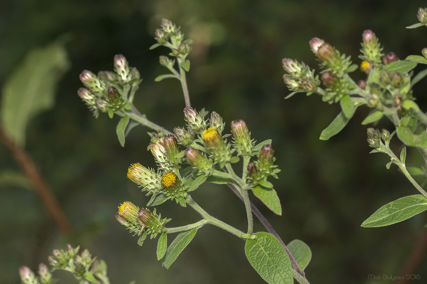 Изображение особи Inula conyza.