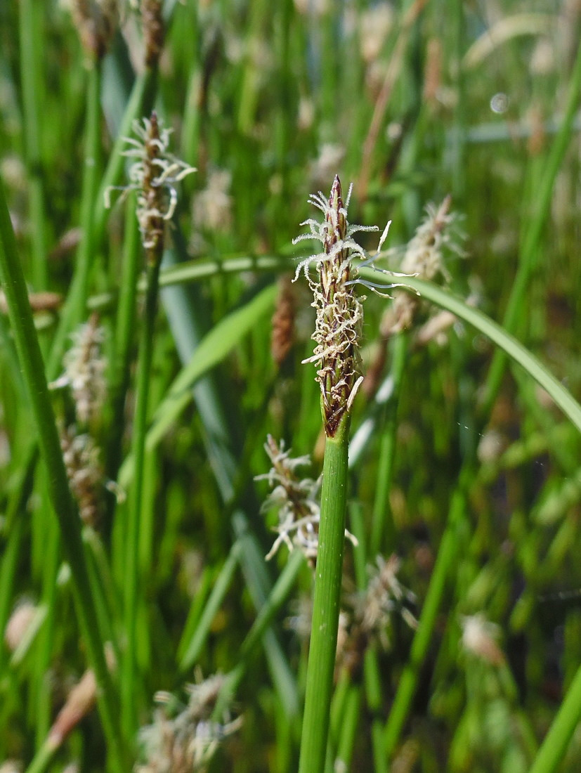 Image of Eleocharis palustris specimen.