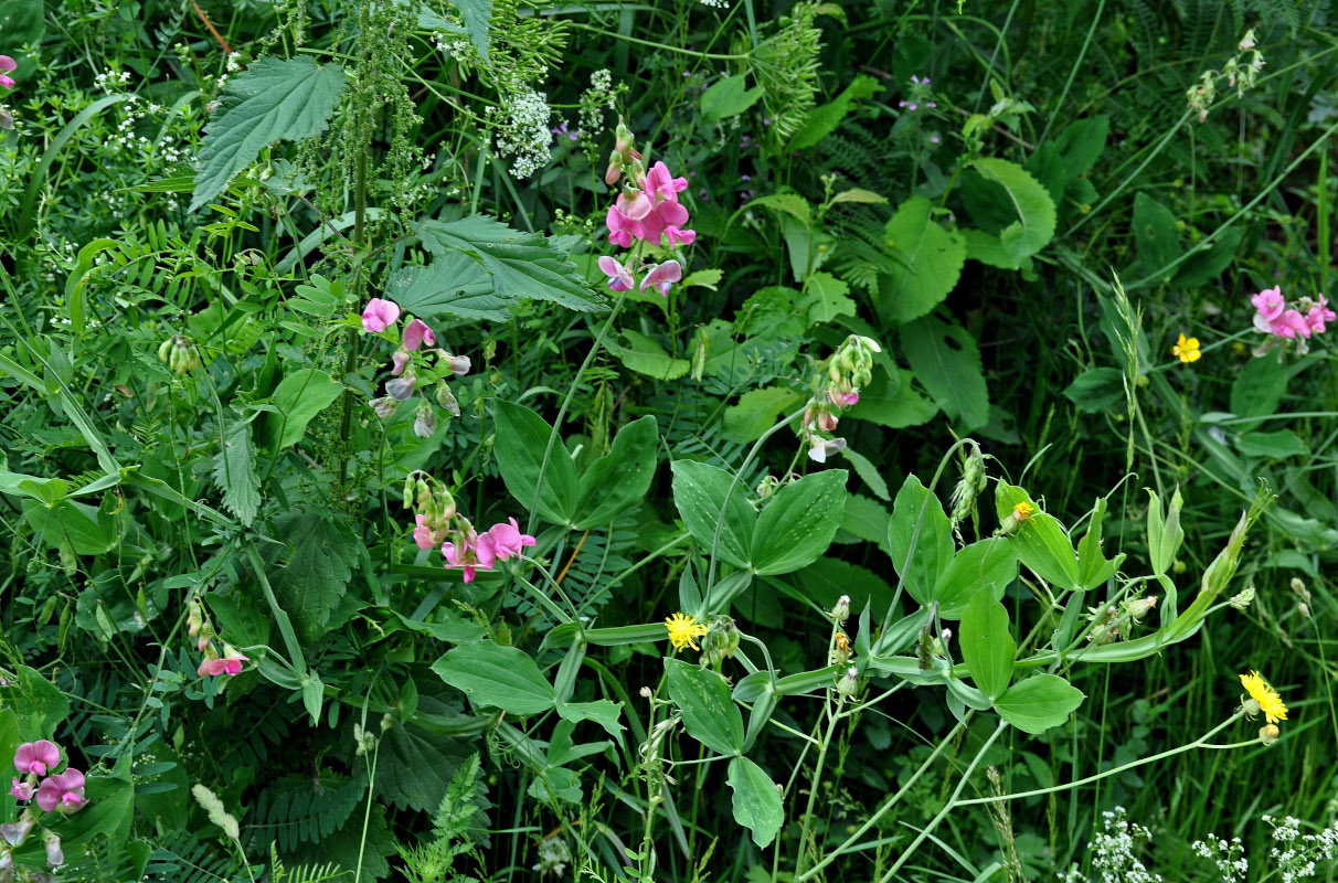 Изображение особи Lathyrus latifolius.