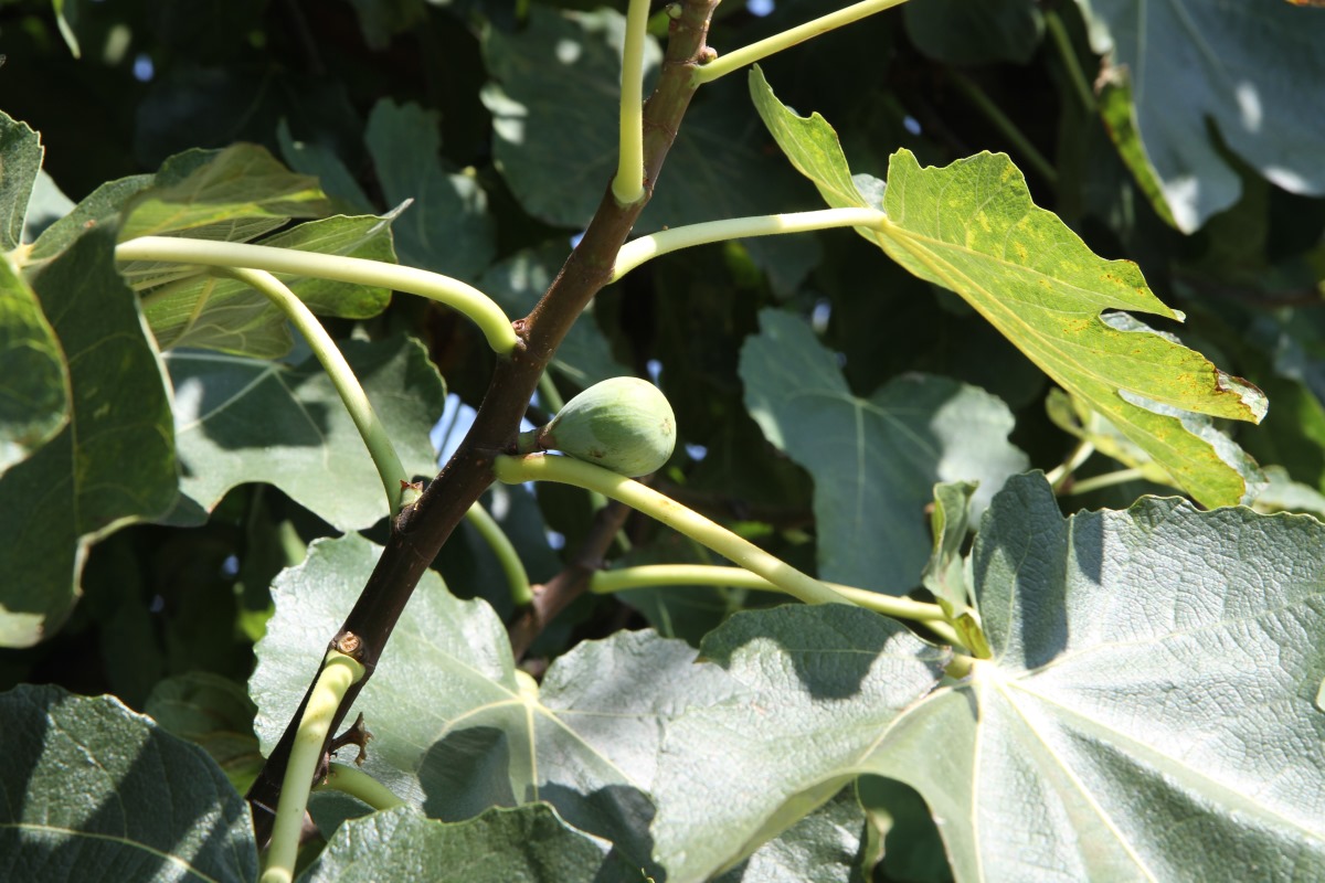 Image of Ficus carica specimen.