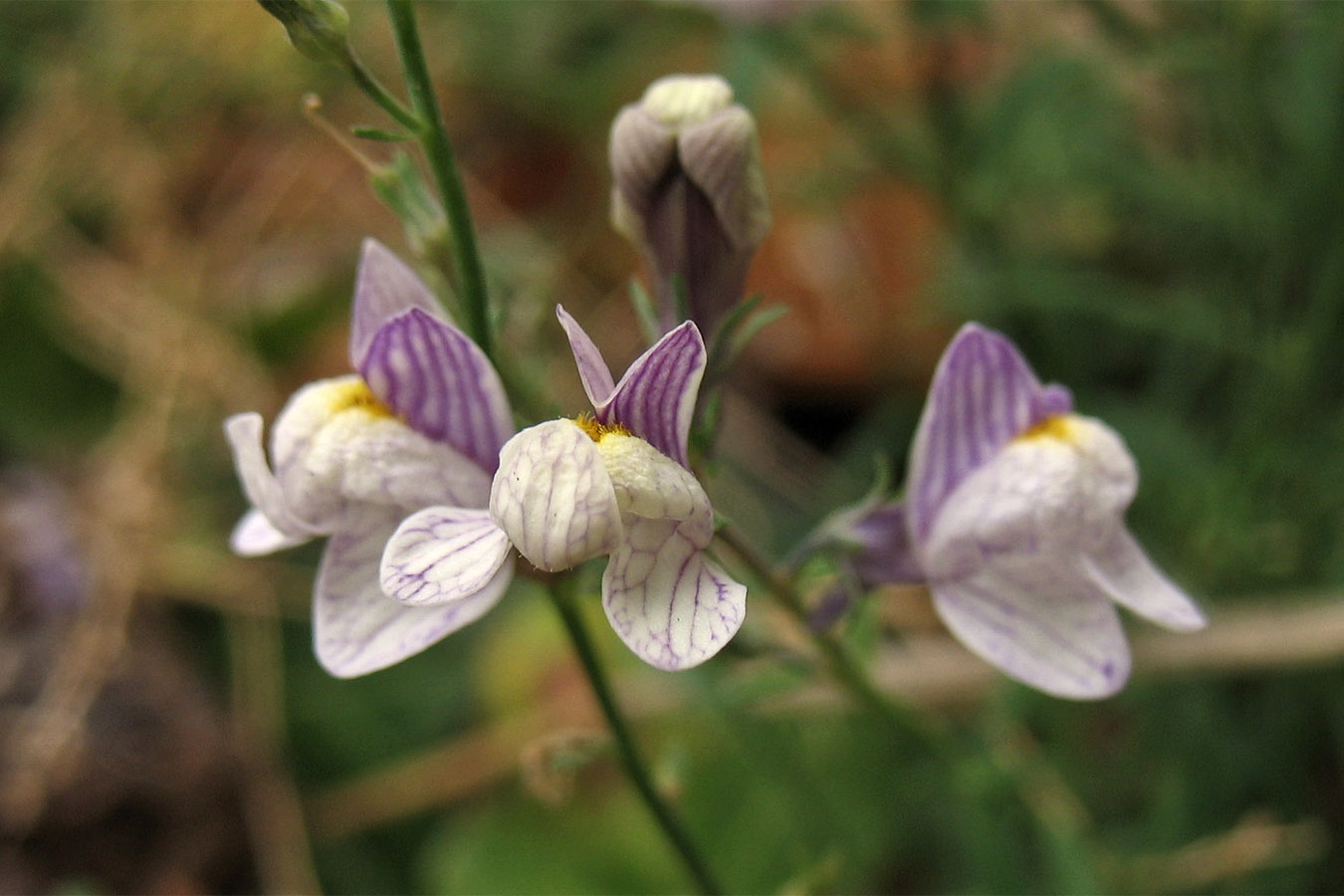 Image of Linaria repens specimen.