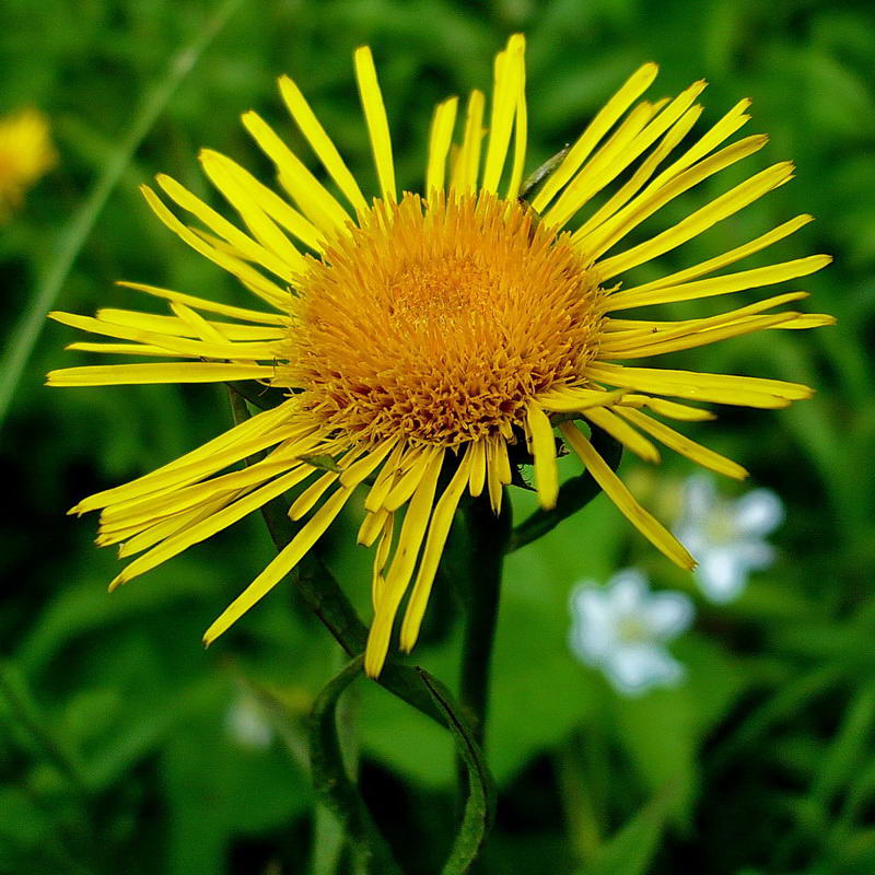 Изображение особи Inula salicina.