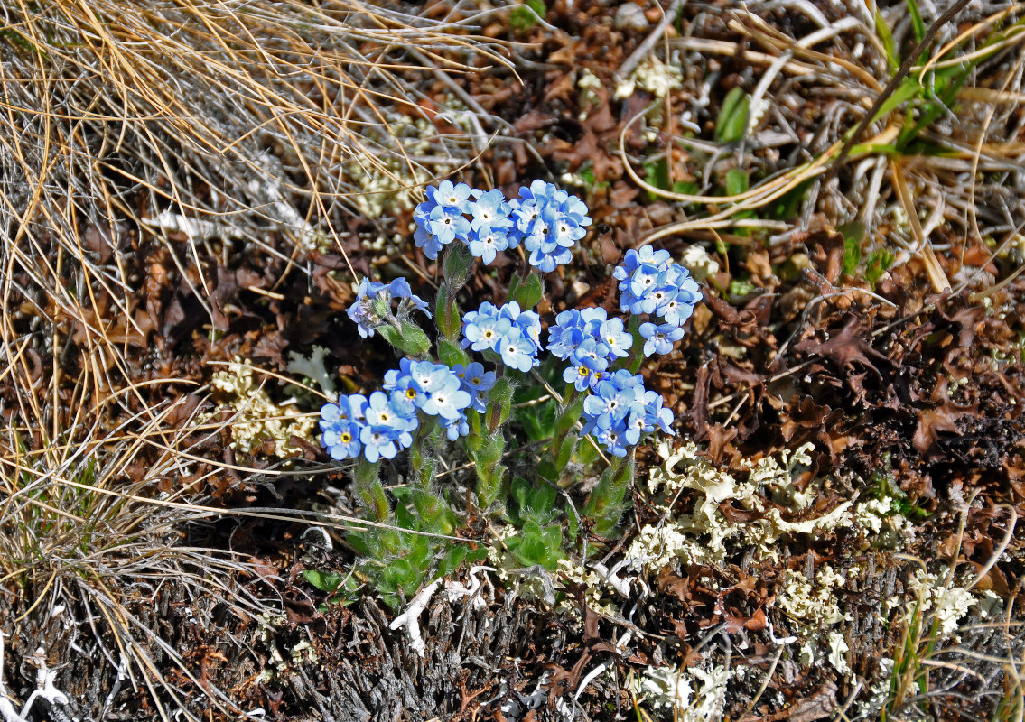 Image of Eritrichium villosum specimen.