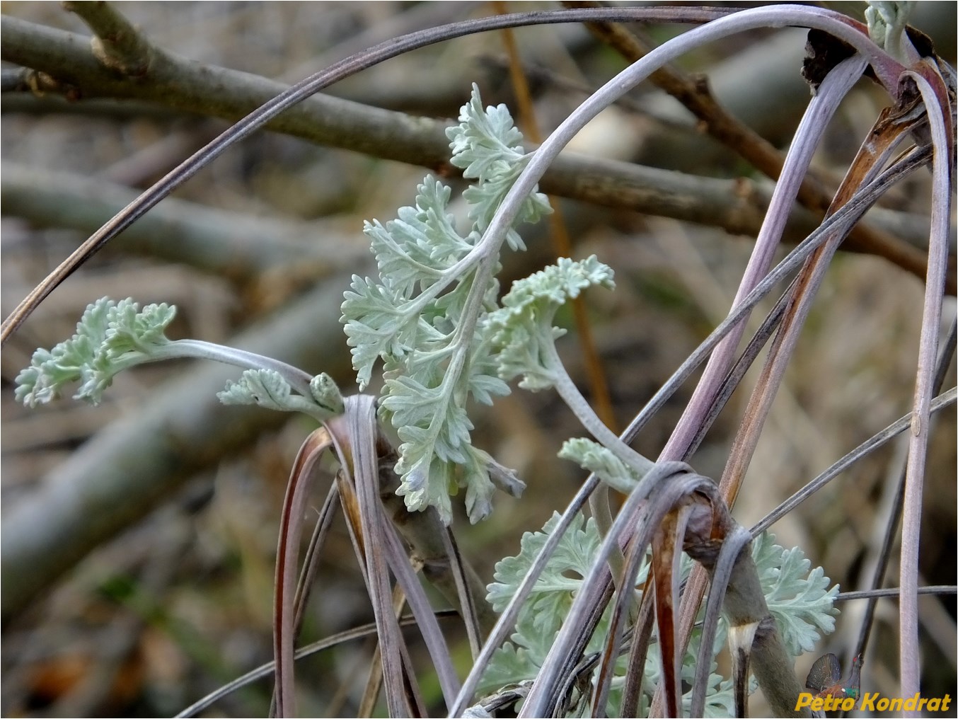 Изображение особи Artemisia absinthium.