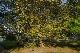 Platanus orientalis. Взрослое растение с листьями, частично принявшими осеннюю окраску. Краснодарский край, МО город-курорт Сочи, Адлерский р-н, окр. океанариума, в озеленении. 4 октября 2019 г.