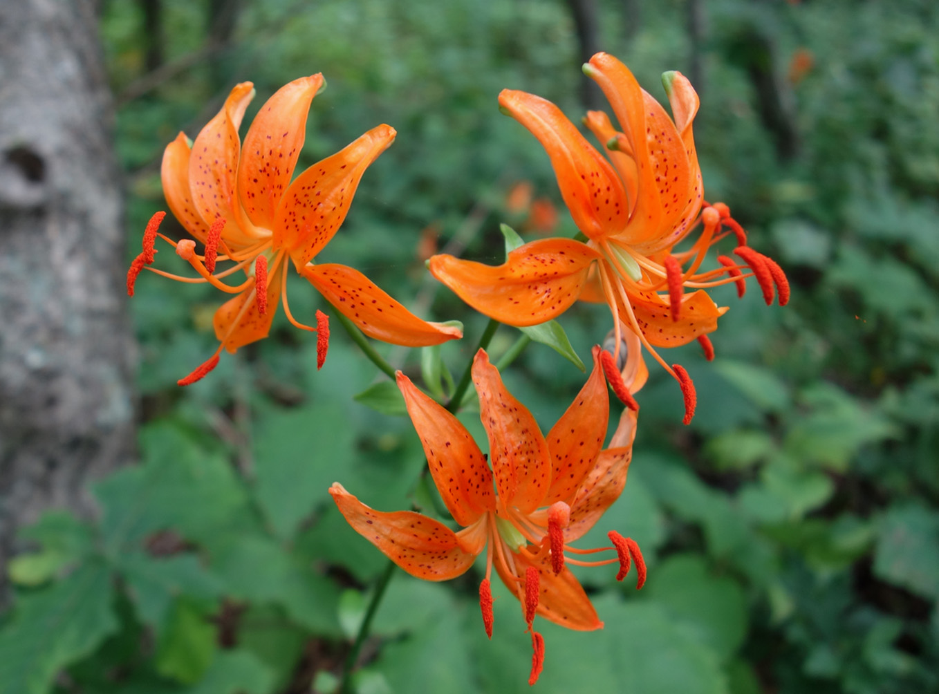 Image of Lilium distichum specimen.