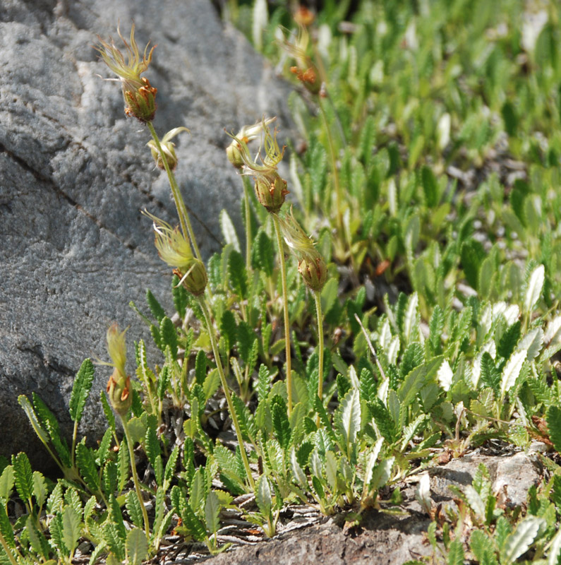 Image of Dryas oxyodonta specimen.