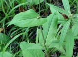 Bupleurum longiradiatum. Часть побега. Хабаровский край, пгт Ванино, южная окраина, склон вдоль дороги. 19.07.2019.