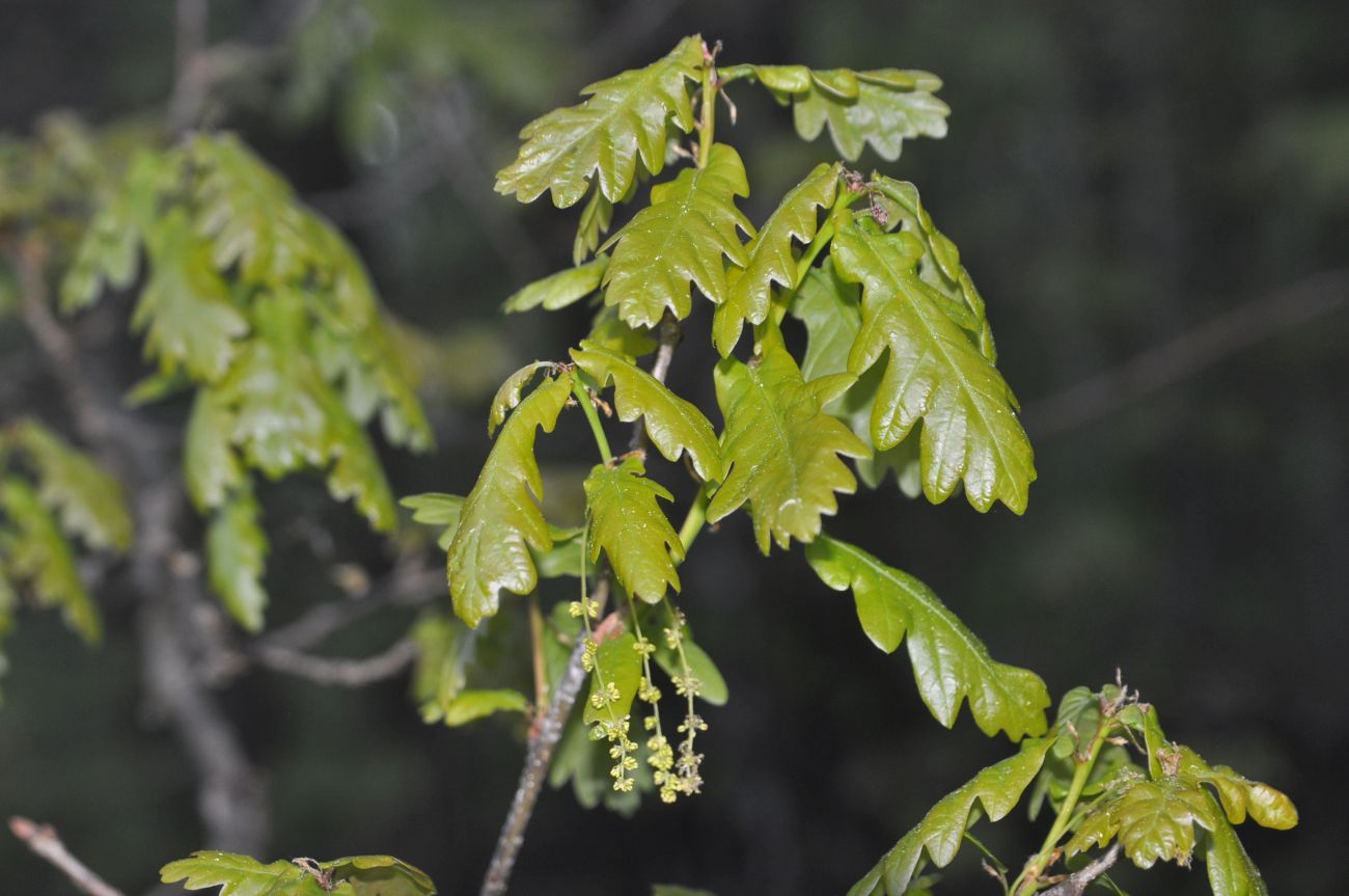 Image of Quercus robur specimen.