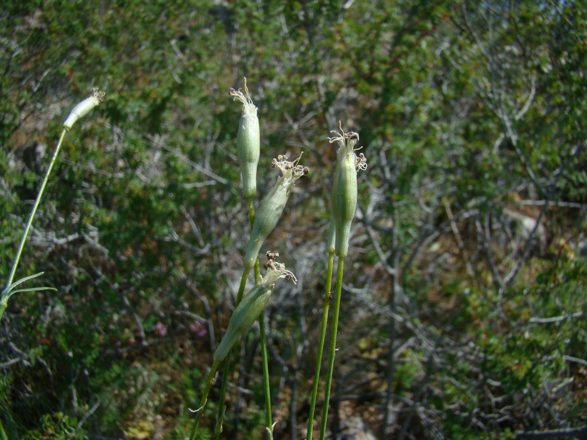 Image of Silene obtusidentata specimen.