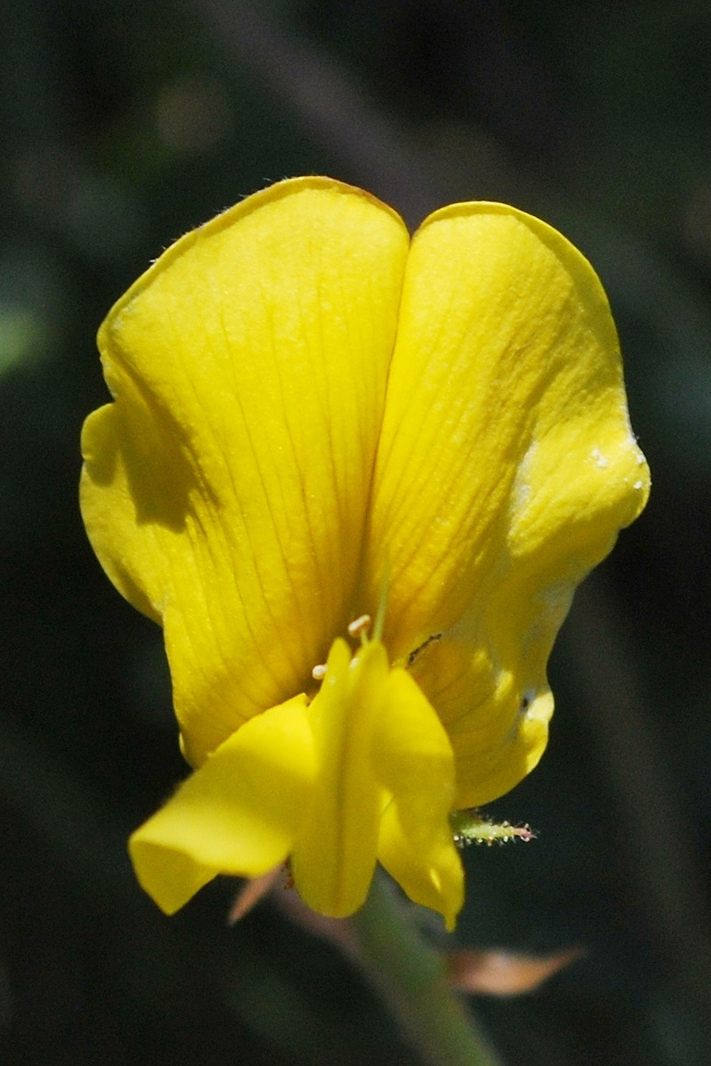 Image of Calophaca tianschanica specimen.