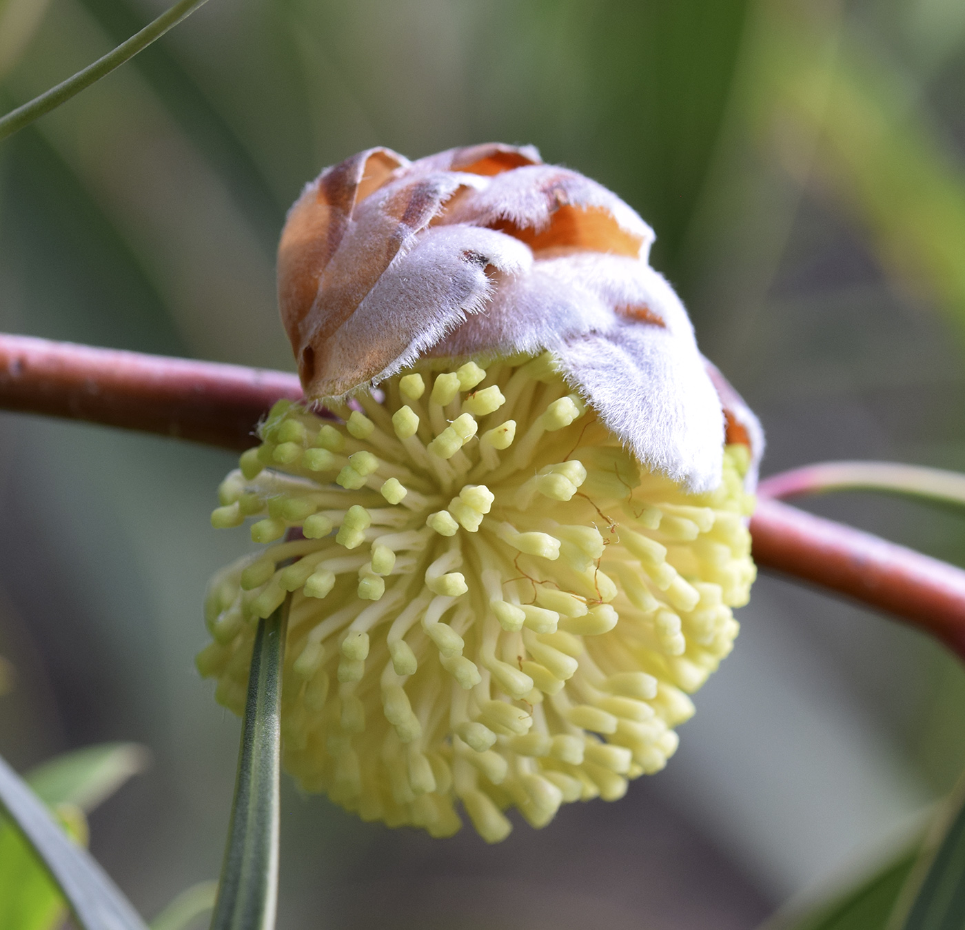 Image of Hakea laurina specimen.