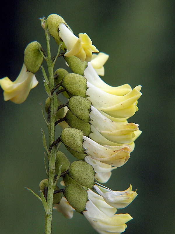 Изображение особи Astragalus membranaceus.