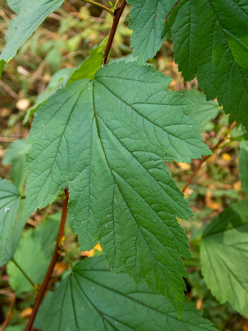 Image of Physocarpus opulifolius specimen.