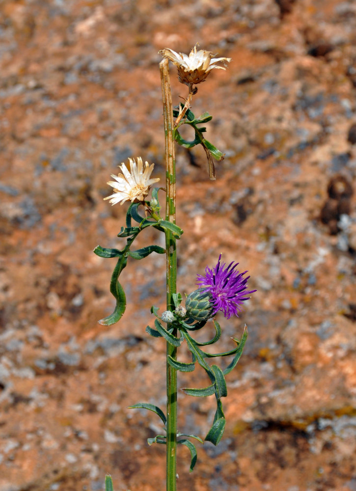 Image of Centaurea adpressa specimen.