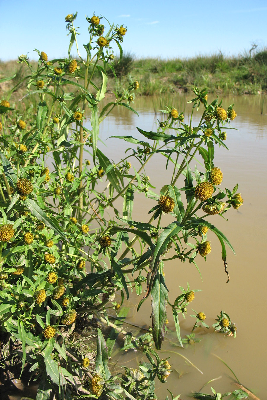 Image of Bidens cernua specimen.