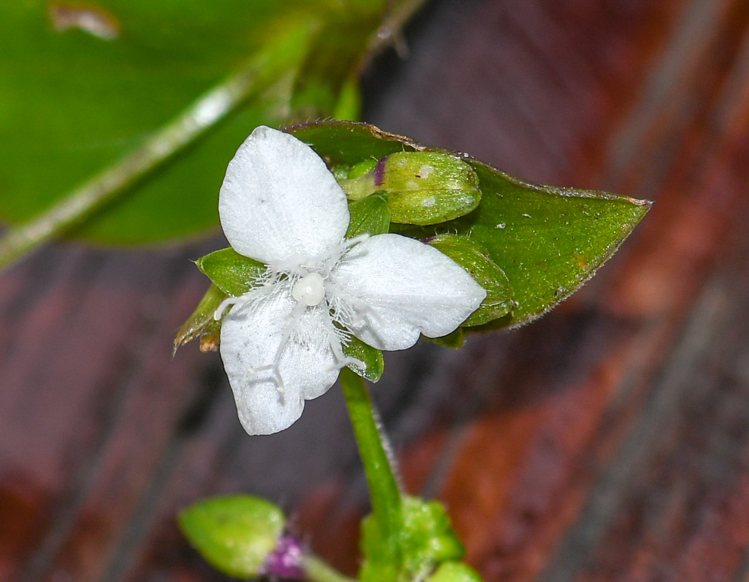 Image of Callisia gracilis specimen.