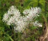 Thalictrum contortum. Соцветие. Магаданская обл., Ольский р-н, окр. пгт Ола, долина р. Ола, тополёво-чозениевый лес, на поляне. 03.07.2018.