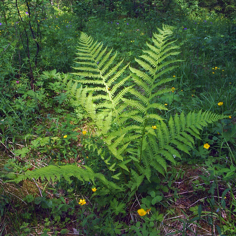 Изображение особи Dryopteris filix-mas.