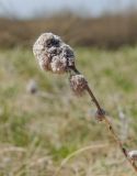 Artemisia sericea. Верхушка высохшего прошлогоднего побега. Челябинская обл., Троицкий р-н, Кособродское сельское поселение, окр. пос. Стрелецк, долина р. Уй, степь. 1 мая 2021 г.