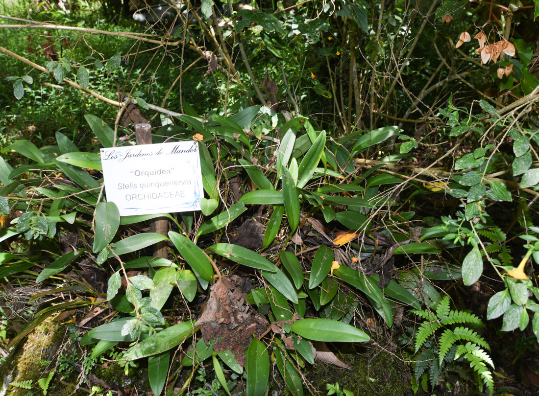 Image of Stelis quinquenervia specimen.