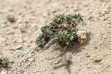 View full-size image Parrya saxifraga