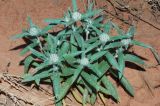 Echinops acantholepis