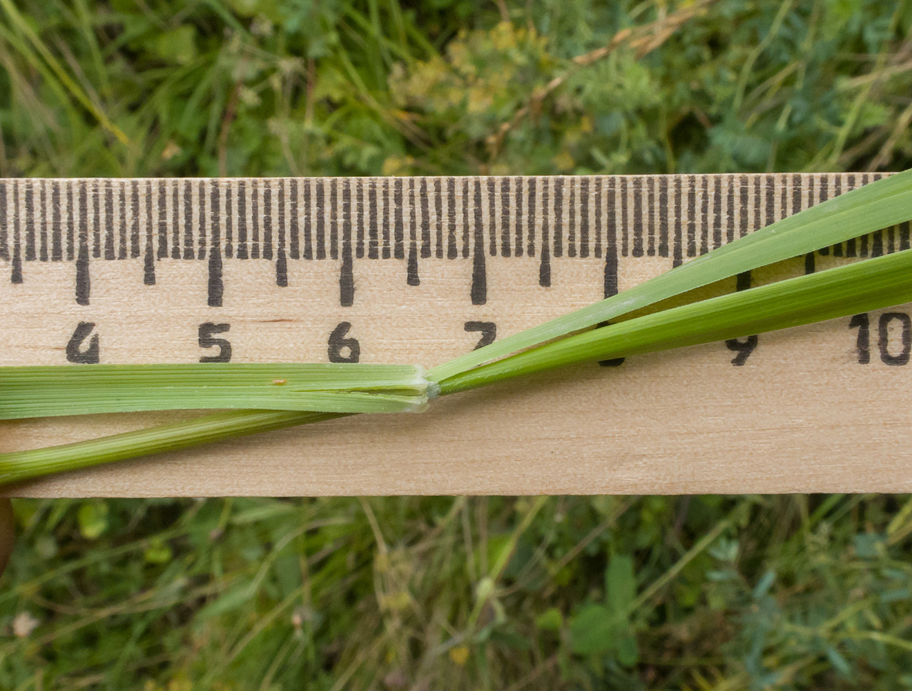 Image of Festuca caucasica specimen.