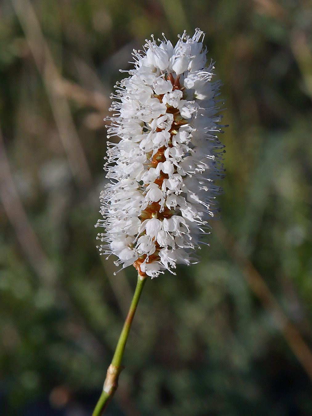 Изображение особи Bistorta officinalis.