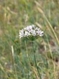 Смотреть изображение Allium ramosum