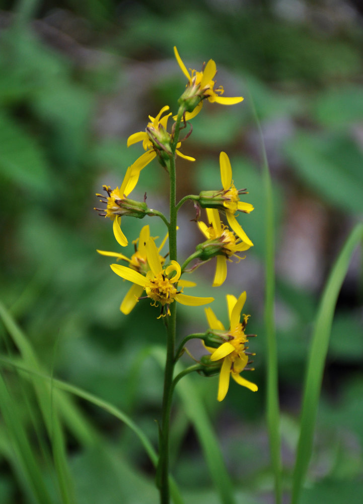 Image of Ligularia sibirica specimen.