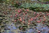 Nymphaea × marliacea