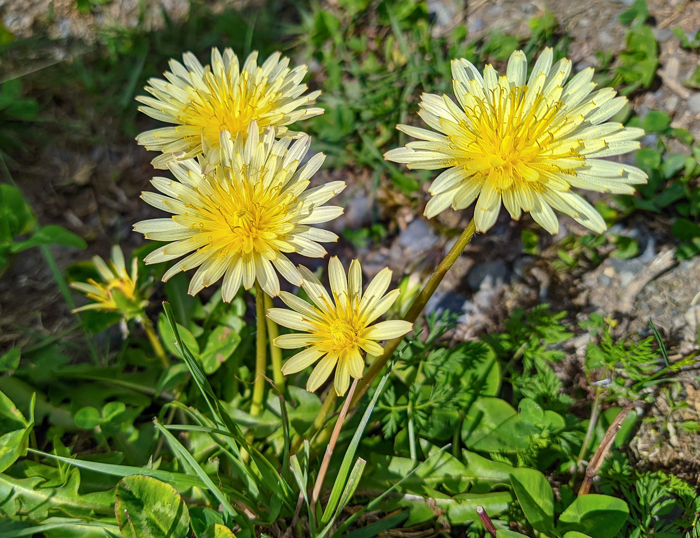 Изображение особи Taraxacum confusum.