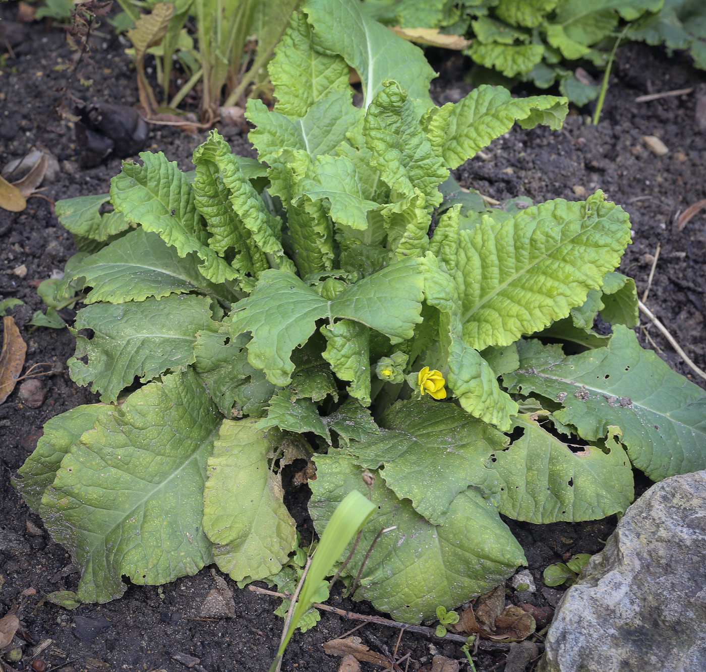 Image of genus Primula specimen.