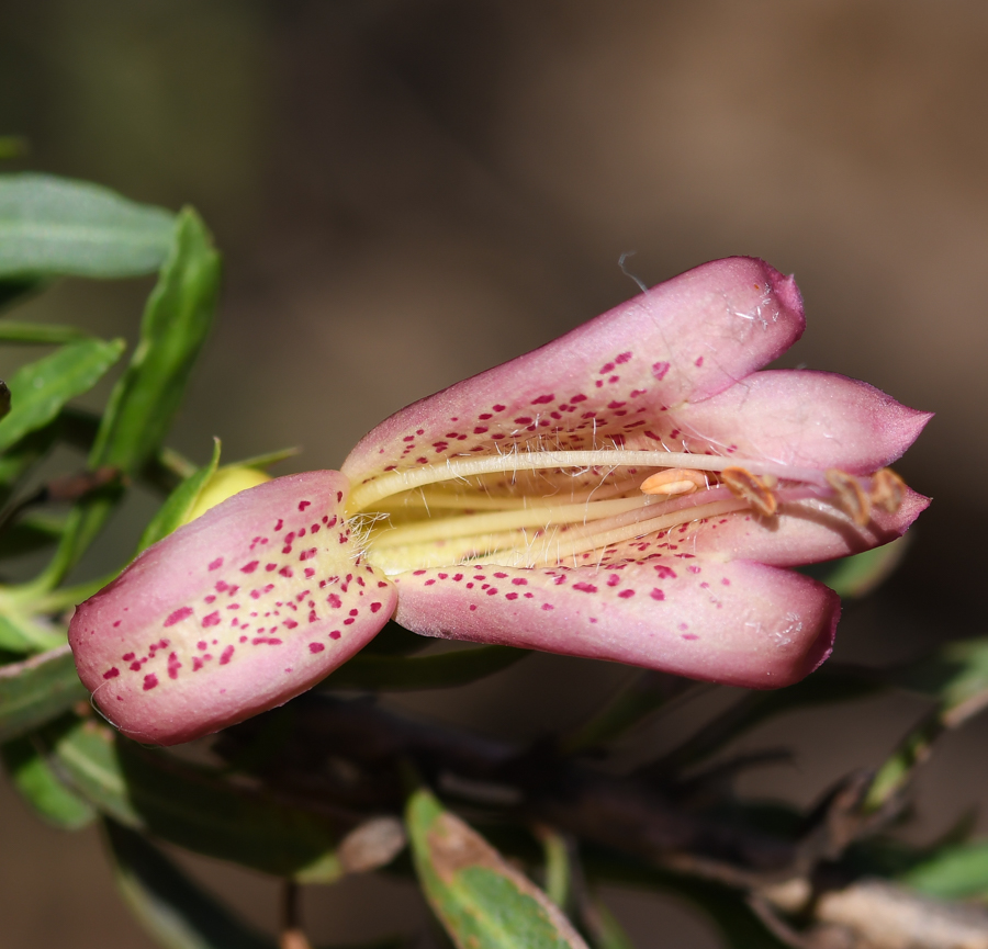 Изображение особи Eremophila maculata.