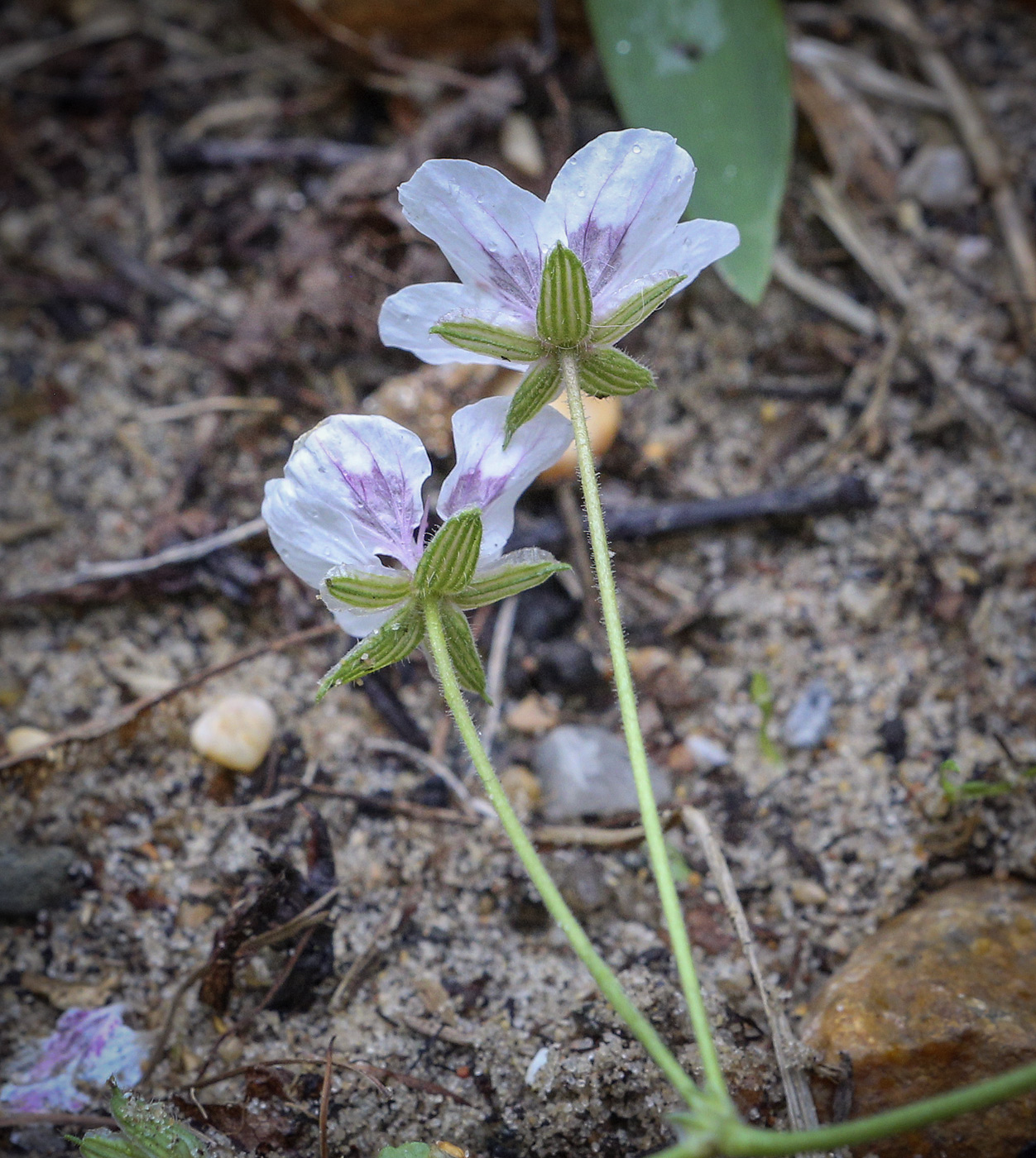 Image of genus Erodium specimen.