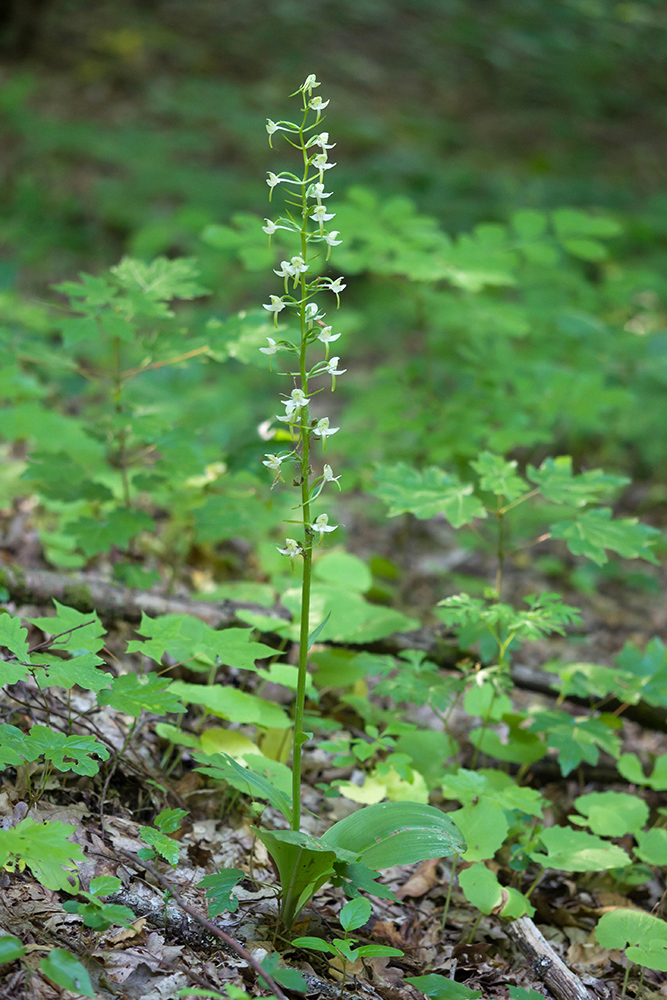 Изображение особи Platanthera chlorantha.