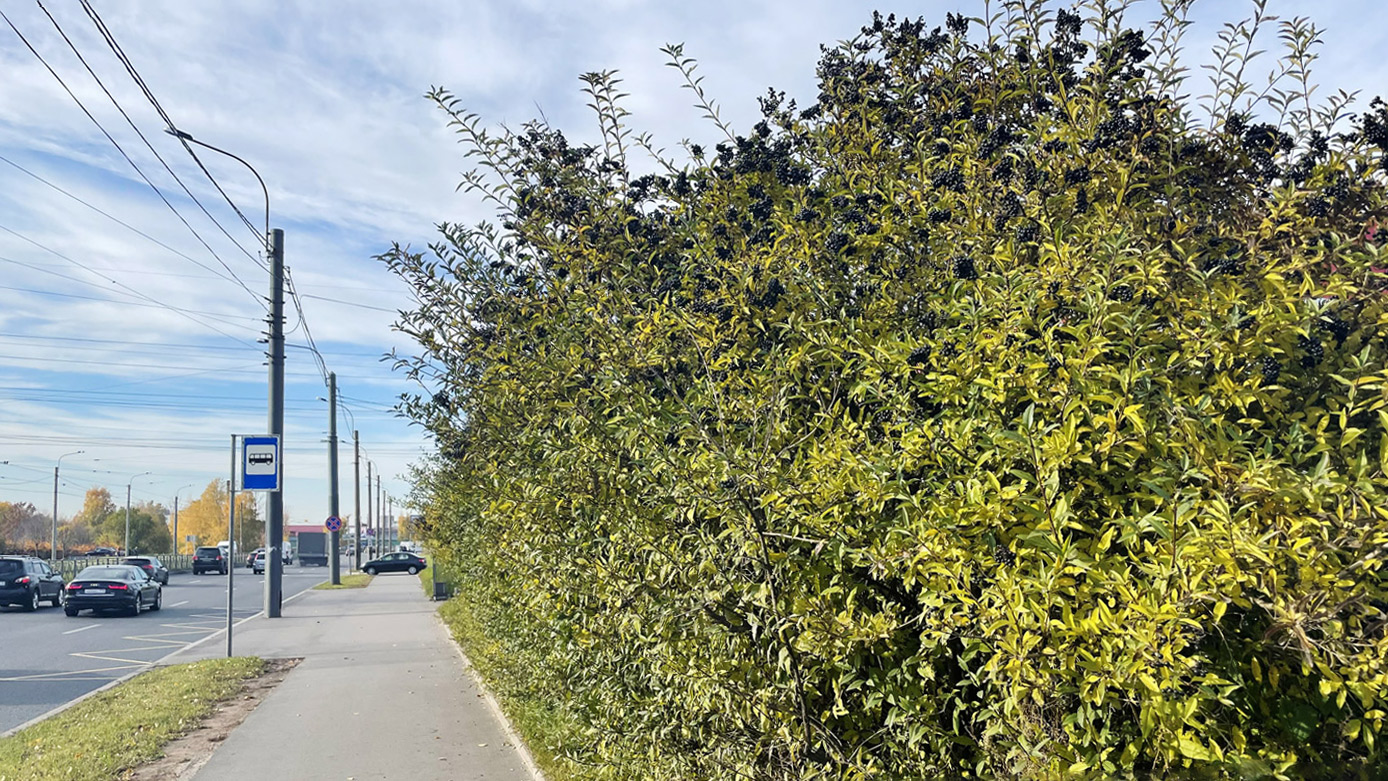 Image of Ligustrum vulgare specimen.