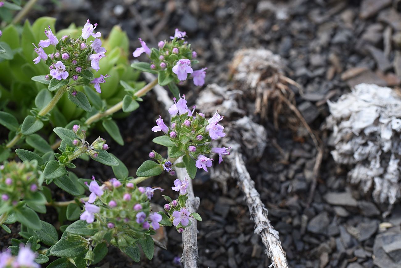 Image of Thymus caucasicus specimen.