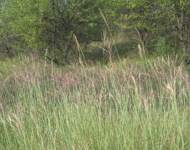 Image of Bothriochloa ischaemum specimen.