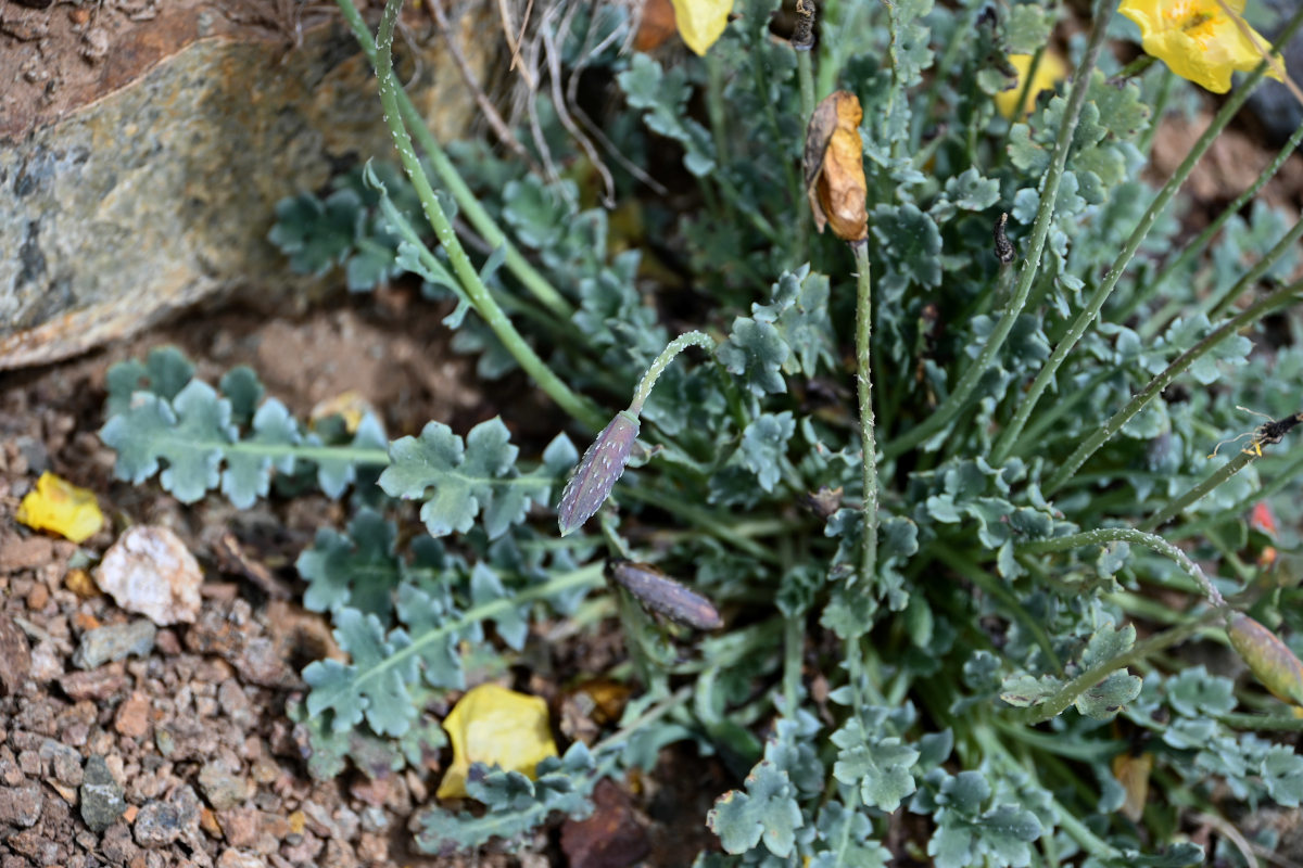 Изображение особи Glaucium squamigerum.