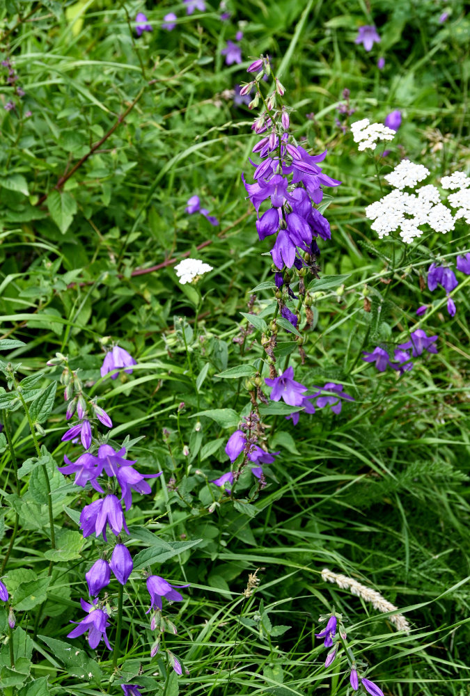 Image of Campanula rapunculoides specimen.