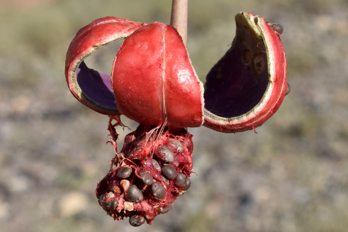 Image of Capparis herbacea specimen.