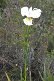 Diplarrena latifolia. Цветок. Австралия, штат Тасмания, национальный парк \"Southwest\". 26.12.2010.