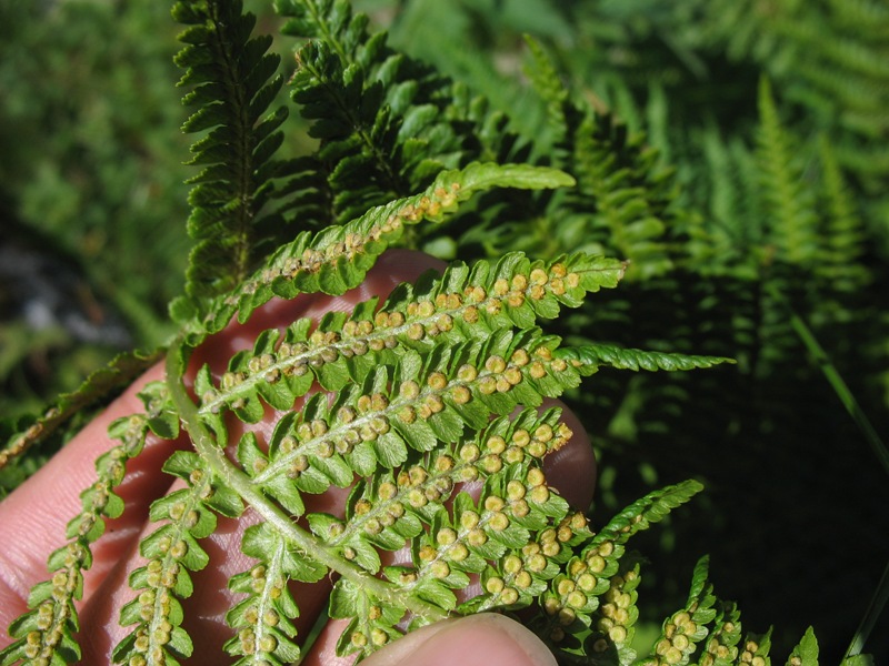 Image of Dryopteris oreades specimen.