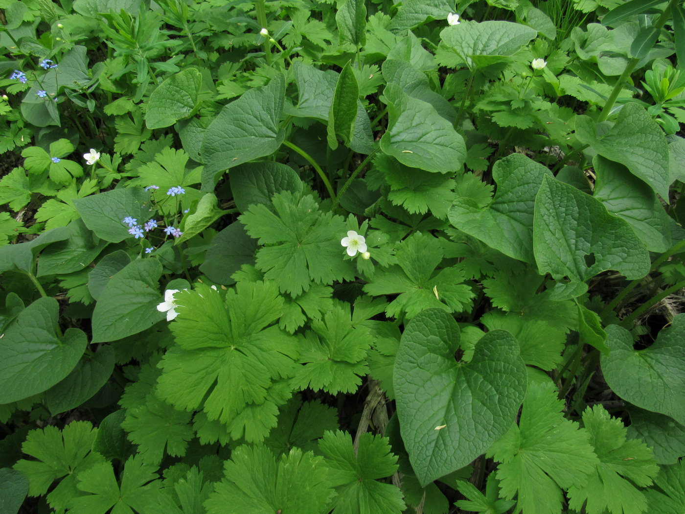 Image of Anemone baicalensis ssp. occidentali-sajanensis specimen.