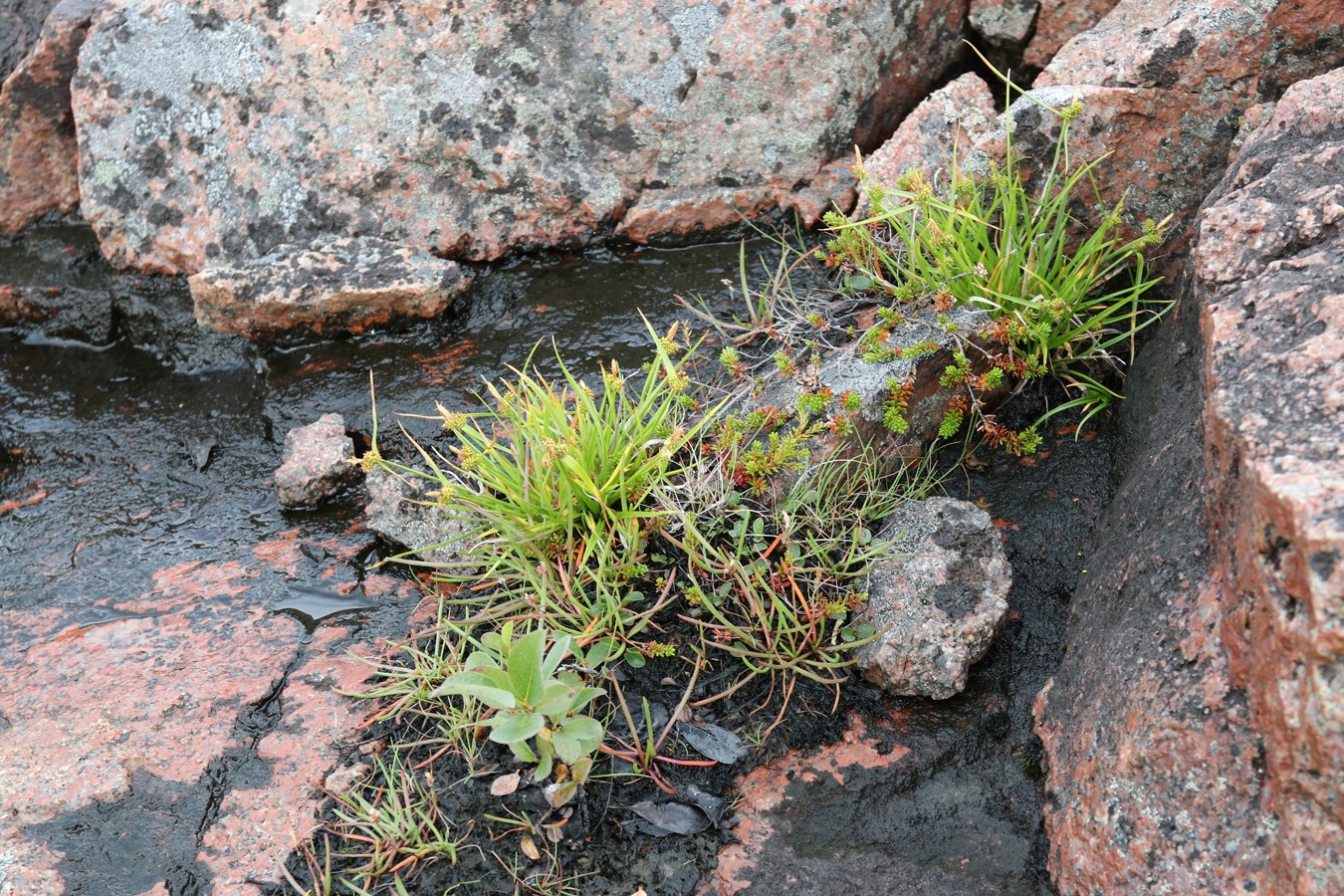 Изображение особи Carex serotina.