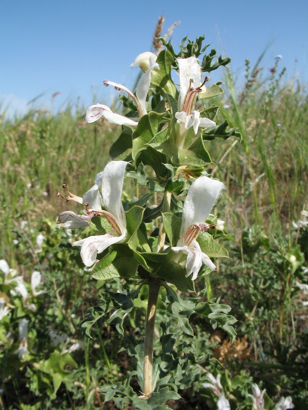 Изображение особи Lagochilus platycalyx.